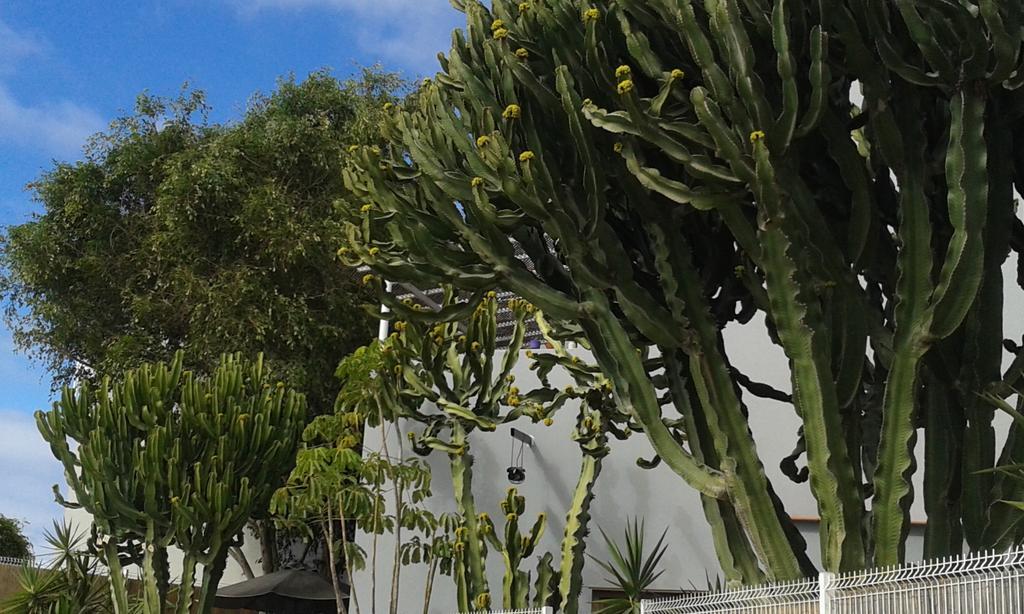 Apartamento Pardela Costa Adeje  Buitenkant foto